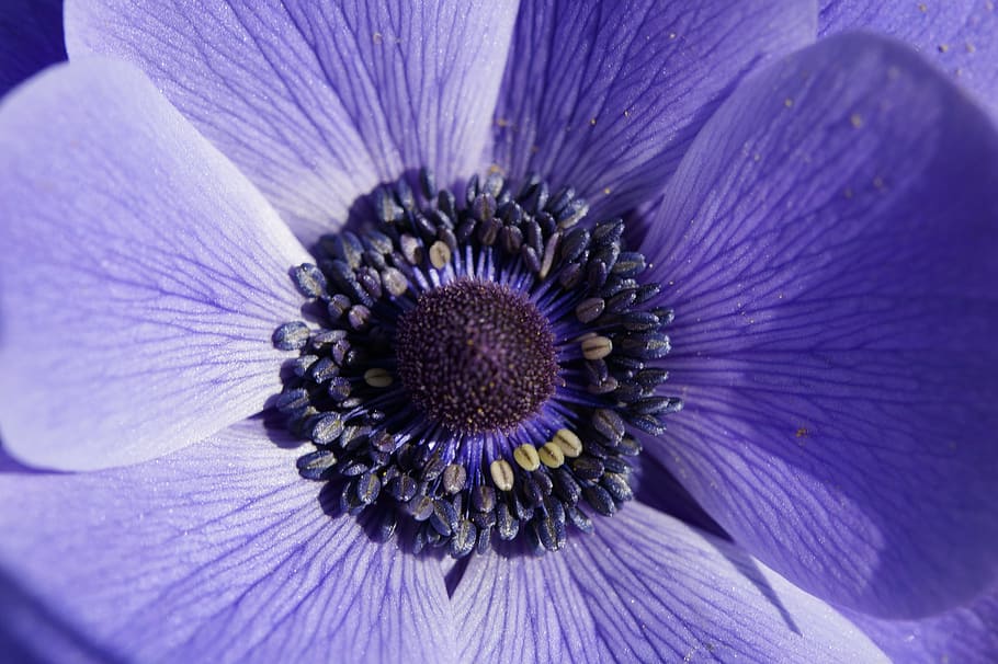fotografía macro, púrpura, flor de anémona, anémona de corona, anémona, macro, cerrar, flor, florecer, estambres