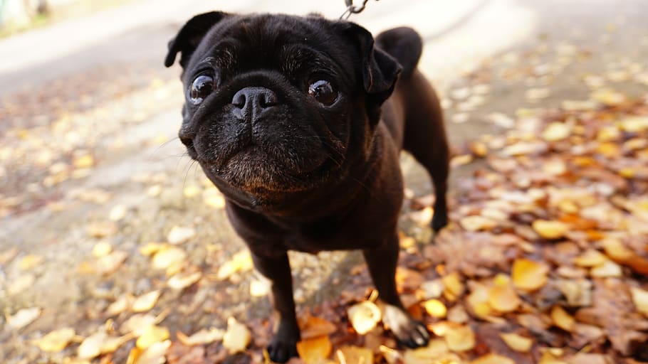 pug, dog, cute, puppy, funny, person, charming, portrait, curious, animals