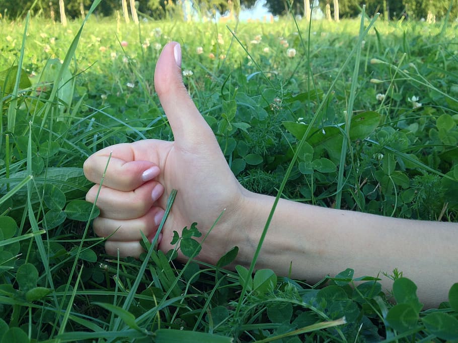 thumb sign, grass, thumbs up, woman hand, sign, positive, finger, green, gesture, plant