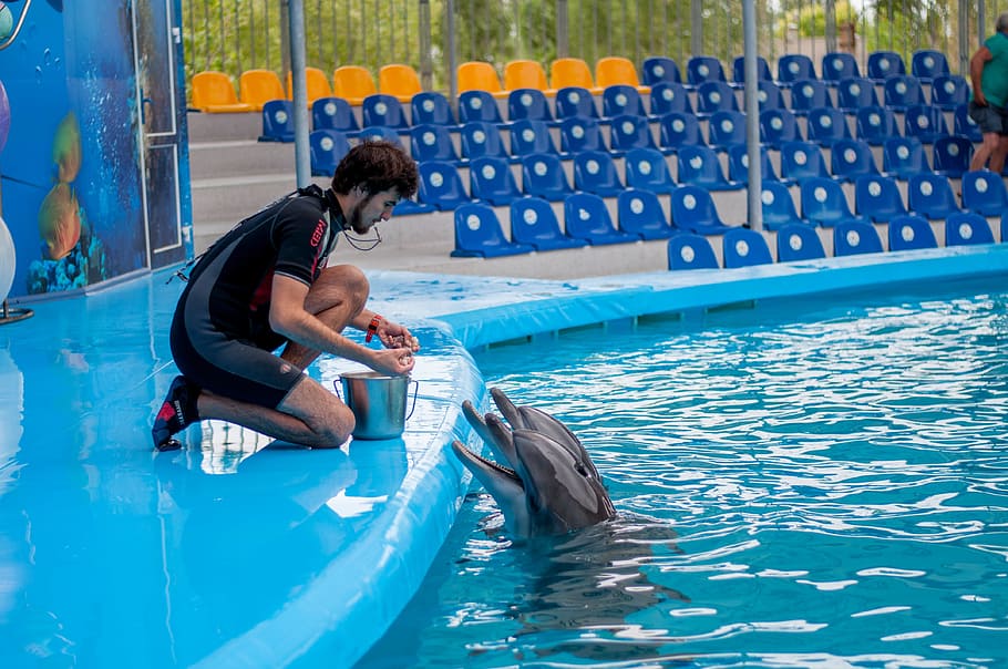 dolphins, dolphinarium, training, swimming pool, pool, water, real people, one person, child, men