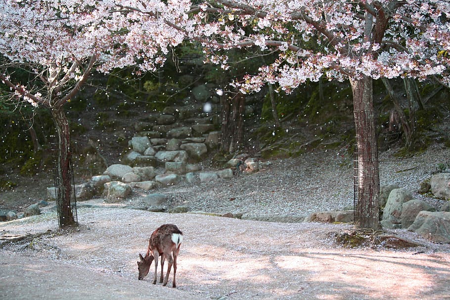 miyajima, deer, japan, sakura, nature, animal, park, cute, tree, flowers