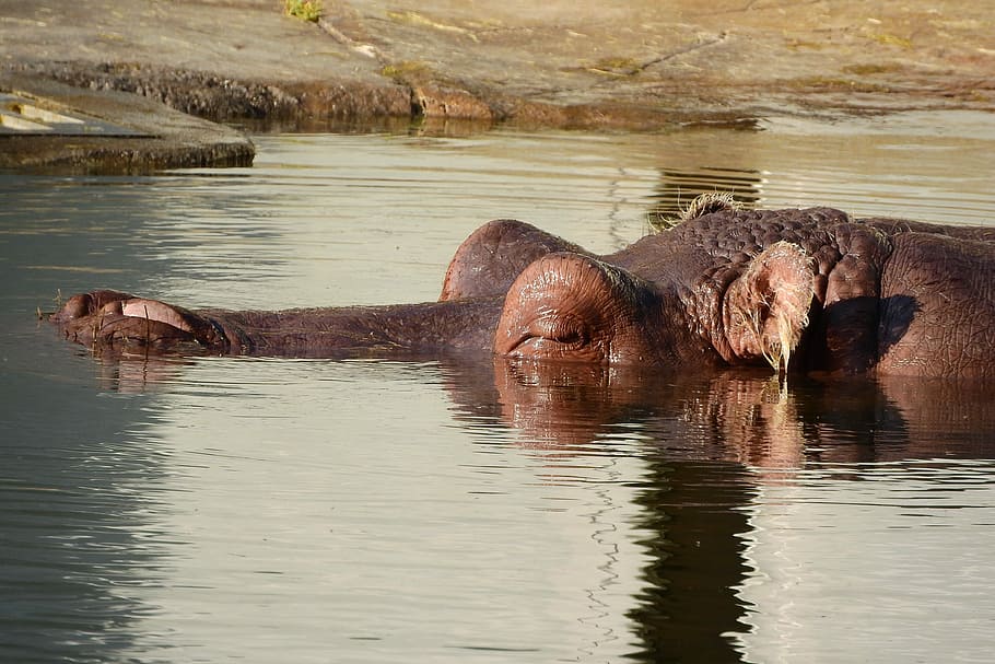 Hipopótamo, Cabeza, la cabeza de un hipopótamo, hipopótamo en el agua, el zoológico de praga, animales en la naturaleza, agua, fauna animal, temas de animales, animales de safari