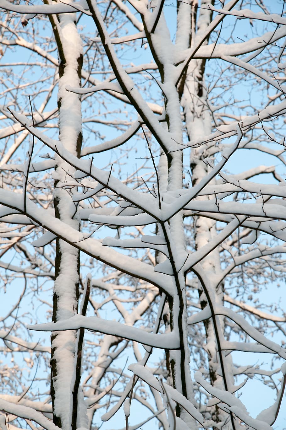 snow, winter, wintry, cold, white, light, bush, landscape, tree, plant