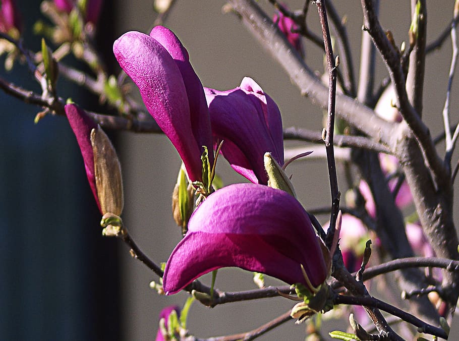magnolia, flor, flor de magnolia, primavera, floreciente, violeta, rosa, pétalos, folleto, ramitas