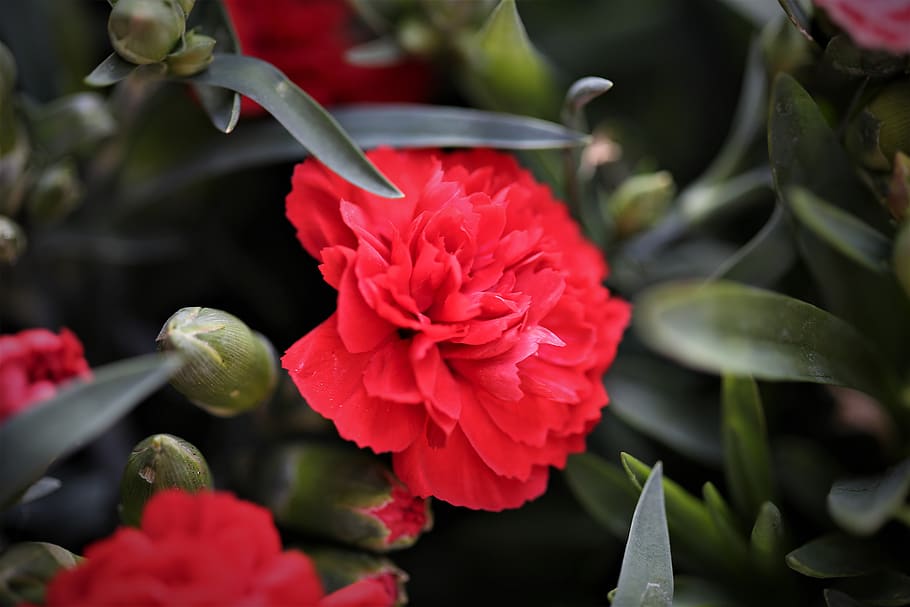 clavel rojo, flor, floración, mañana, primavera, naturaleza, al aire libre, planta floreciendo, planta, vulnerabilidad