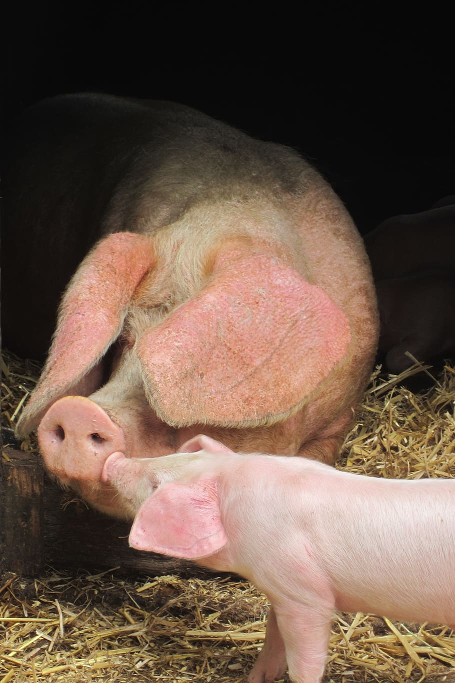 돼지, 아기 돼지, 귀여운, 가축, 어머니, 코, 농업, 포유 동물, 농장, 동물 테마