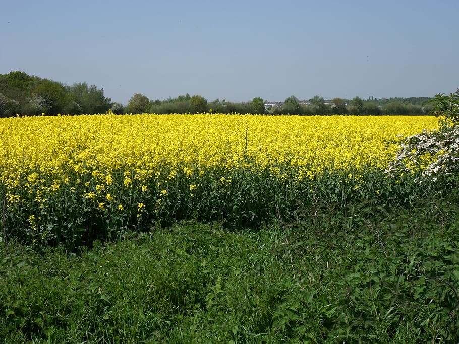 rapeseed, nature, landscape, field, yellow, flower, plant, beauty in nature, growth, land