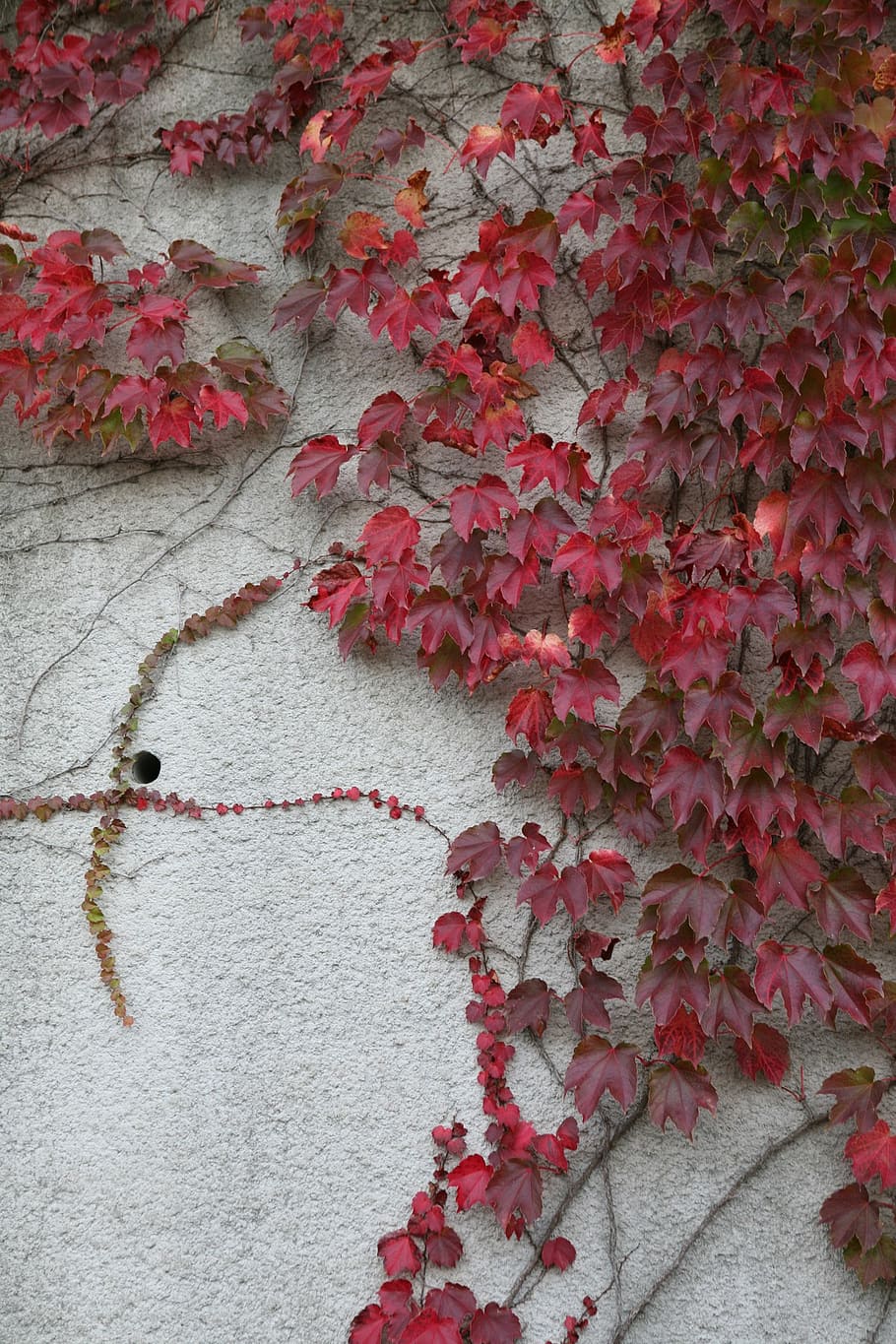 ivy, wall, red ivy, growth, red, wall - building feature, plant, creeper plant, leaf, plant part