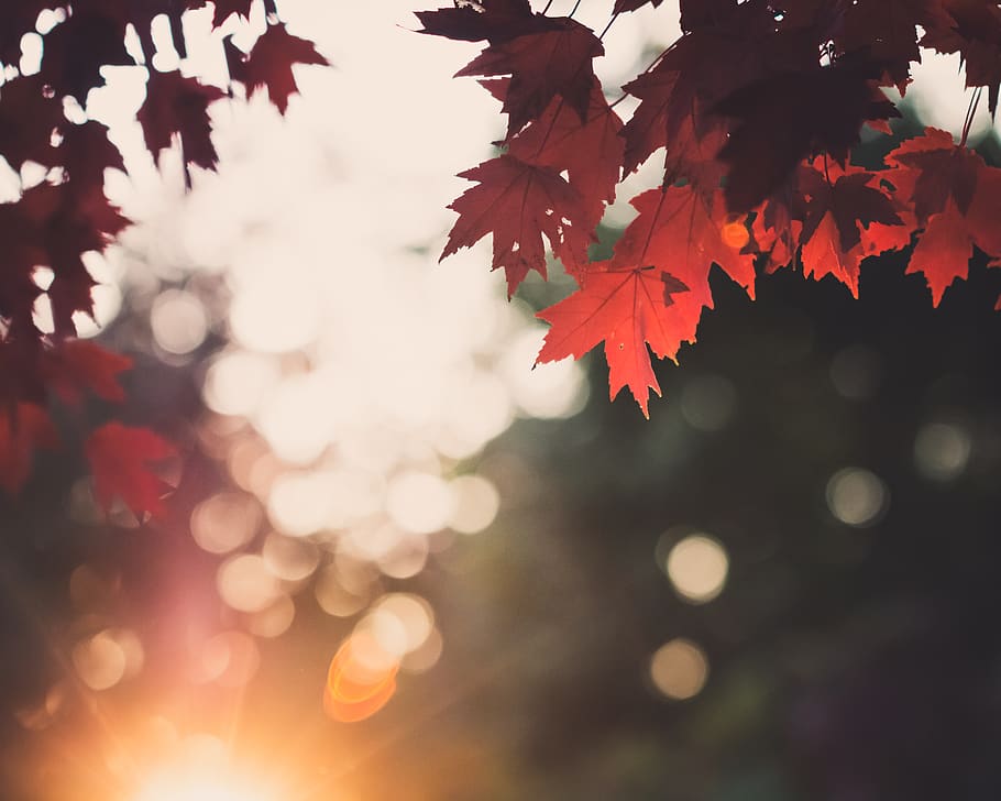 autumn, leaves, sunset, scene, forest, leaf, vibrant, outdoor, nature, bokeh