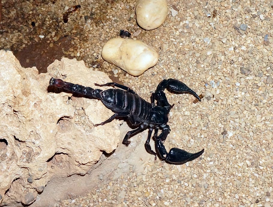 escorpião, preto, areia, escorpião preto, deserto, picada, venenoso, perigo, organismo, animal