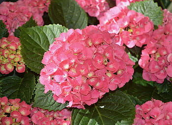 Fotos hortensias rosa-rosadas flor libres de regalías | Pxfuel