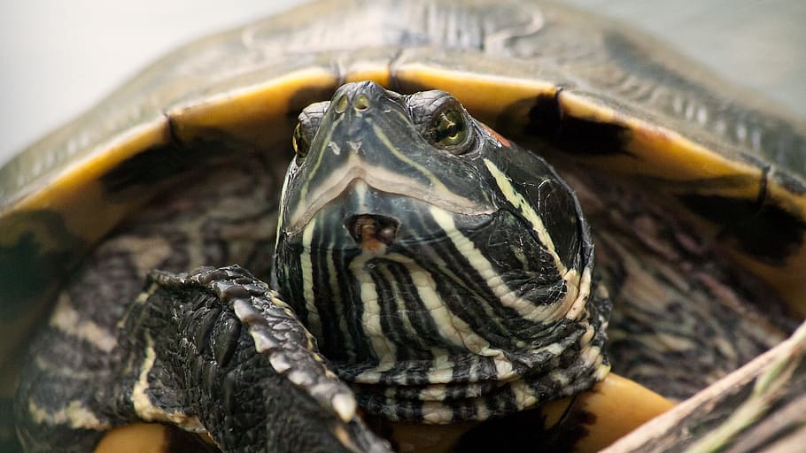 黒いカエル カメ 動物 爬虫類 カメの甲羅 ゆっくり 水の生き物 面白い 生き物 パンツァー Pxfuel