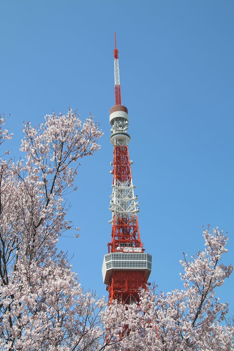 low, angle photography, red, white, tower, pink, tree, blue sky, cherry blossom, tokyo tower
