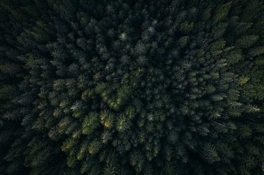 aerial, photography, pine trees, green, leaf, trees, plants, nature, outdoor, view