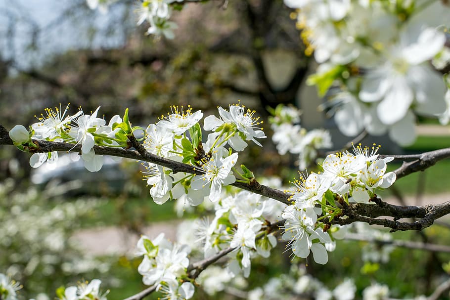 closeup, putih, pohon berbunga, petaled, cherryblossom, siang hari, bunga, pohon, tanaman, blur