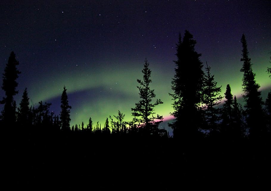 silhouette, forest, aurora, aurora borealis, northern lights, sky, night, landscape, nature, dark