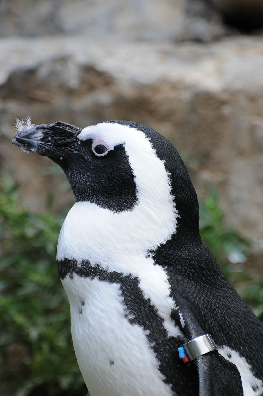 動物園 オランダ ペンギン 海 動物 水 鳥 自然 動物の野生動物 1匹の動物 Pxfuel