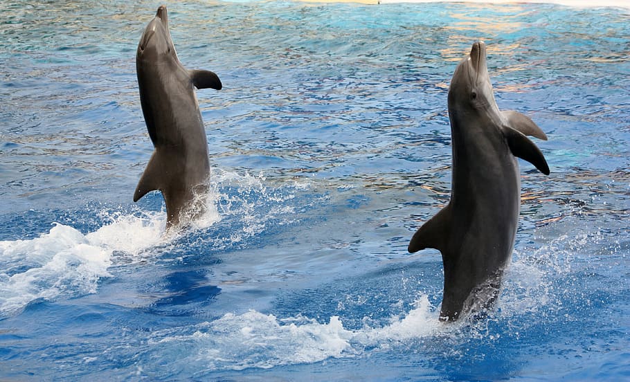 dolphins, acrobatics, marineland, animal, mammal, dolphin, sea, wildlife, nature, animal themes