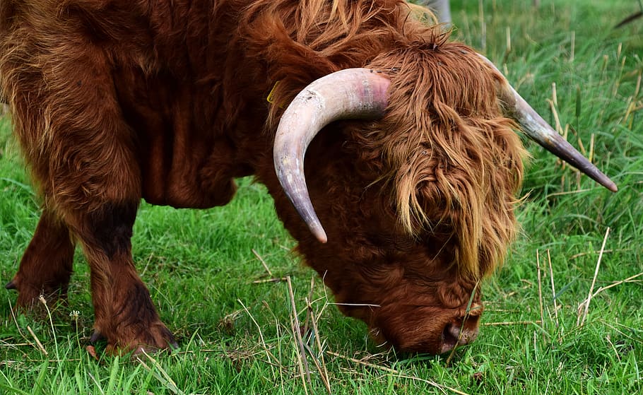 highland beef, galloway, beef, escocés hochlandrind, cuernos, lanudo, agricultura, ganadería, marrón, animal