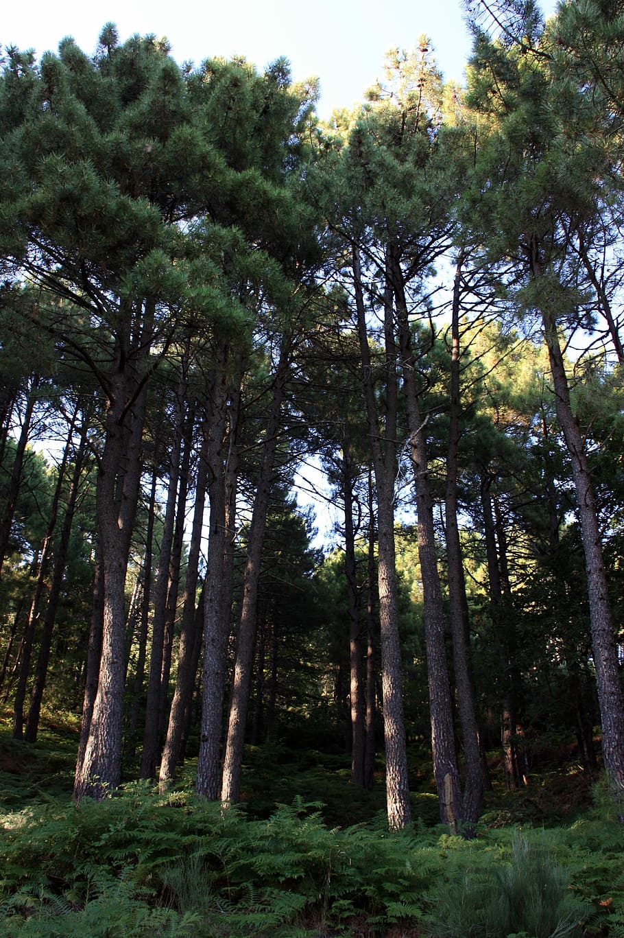 Bosque, pino, piñones, naturaleza, árbol, al aire libre, planta, tierra, crecimiento, belleza en la naturaleza
