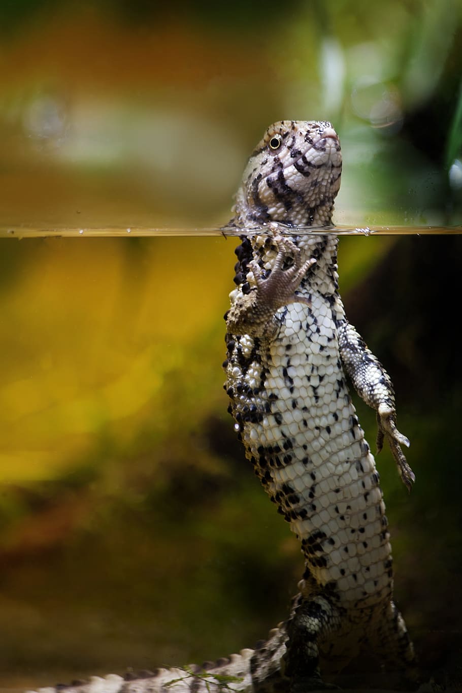 ヤモリ 動物 水 トカゲ 生き物 爬虫類 自然 動物の世界 近く 面白い Pxfuel