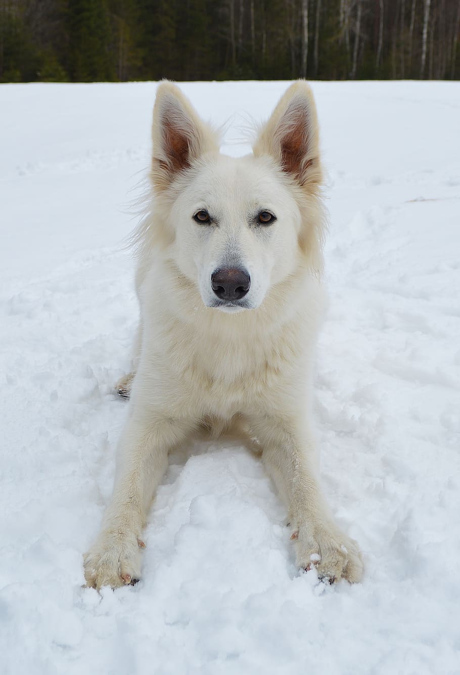 dog, canine, winter, snow, mammal, white shepherd, cold temperature, one animal, pets, animal themes