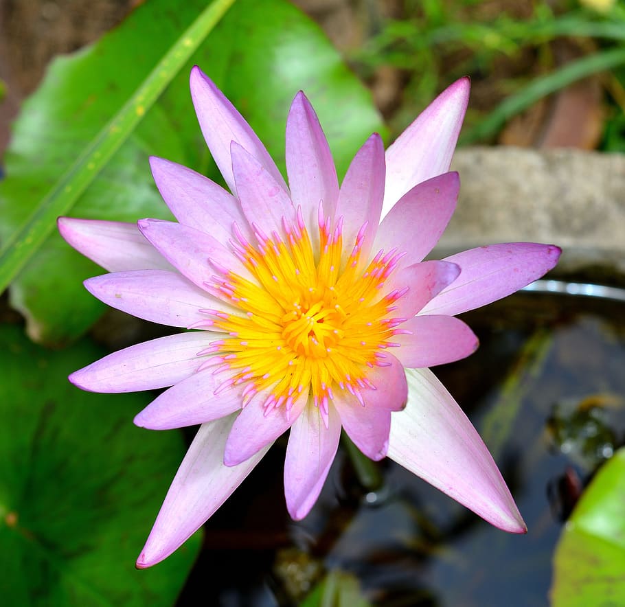 lotus, flowers, plant, nature, white, purple, the pink flowers, lotus white, water lily, wallpaper