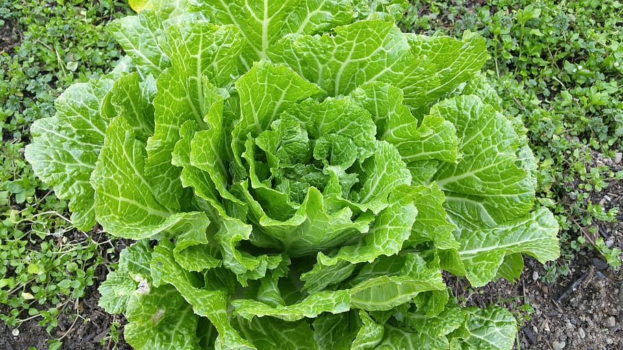 green, lettuce, grond, napa cabbage, leafy, vegetable, garden, fresh, organic, chinese