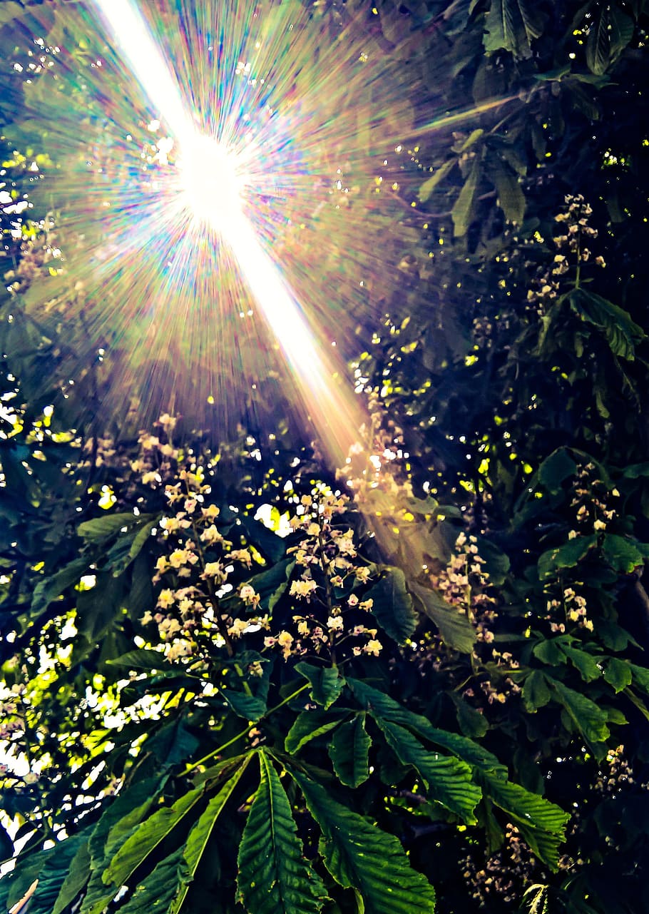 Alam, kastanye, Pohon, Musim Semi, daun kastanye, kejadian cahaya, difus, cerah, gegenlichtaufnahme, sinar matahari