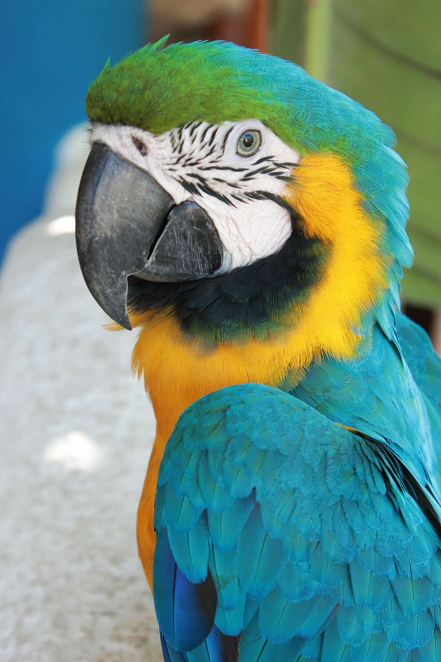 Guacamayo, loro, pájaro, animal, azul, colorido, naturaleza, vida silvestre, tropical, amarillo