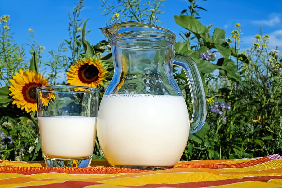 two, clear, glass pitcher, drinking glasses, sunflower, glass, pitcher, drinking, glasses, milk