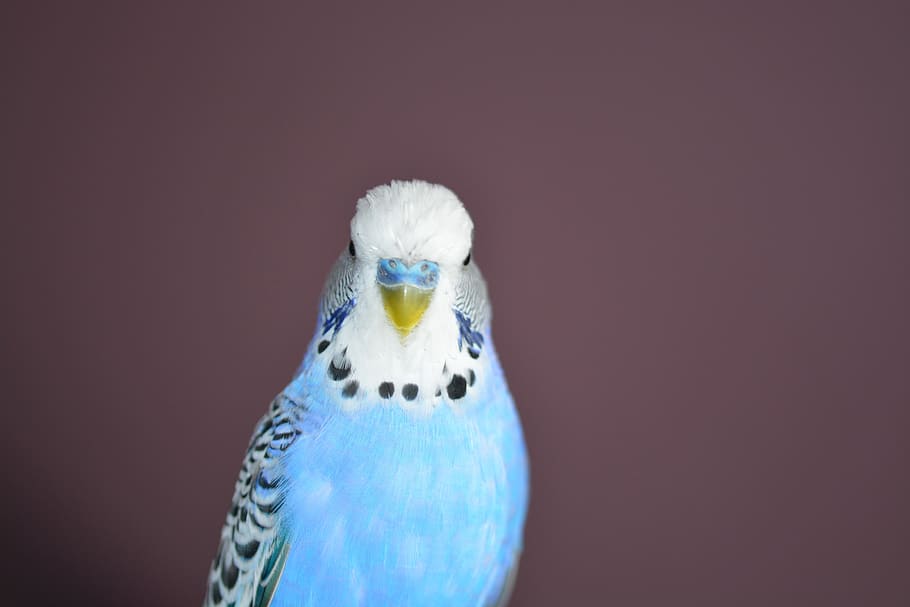 budgie, blue, bird, parakeets, pets, animal world, birds, close up, animal, animal themes