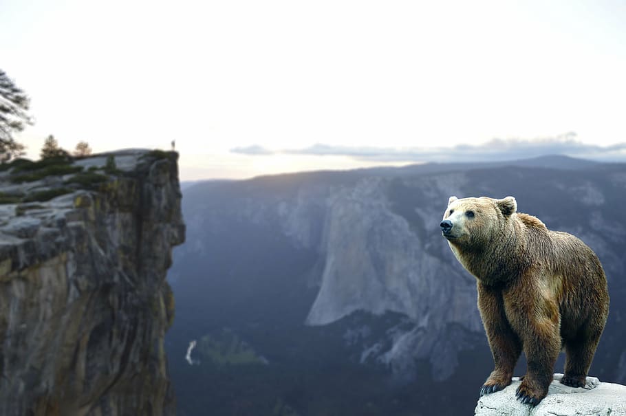oso pardo, oso, cima, montaña de roca, montaña, espera, paisaje, naturaleza, cielo, aventura