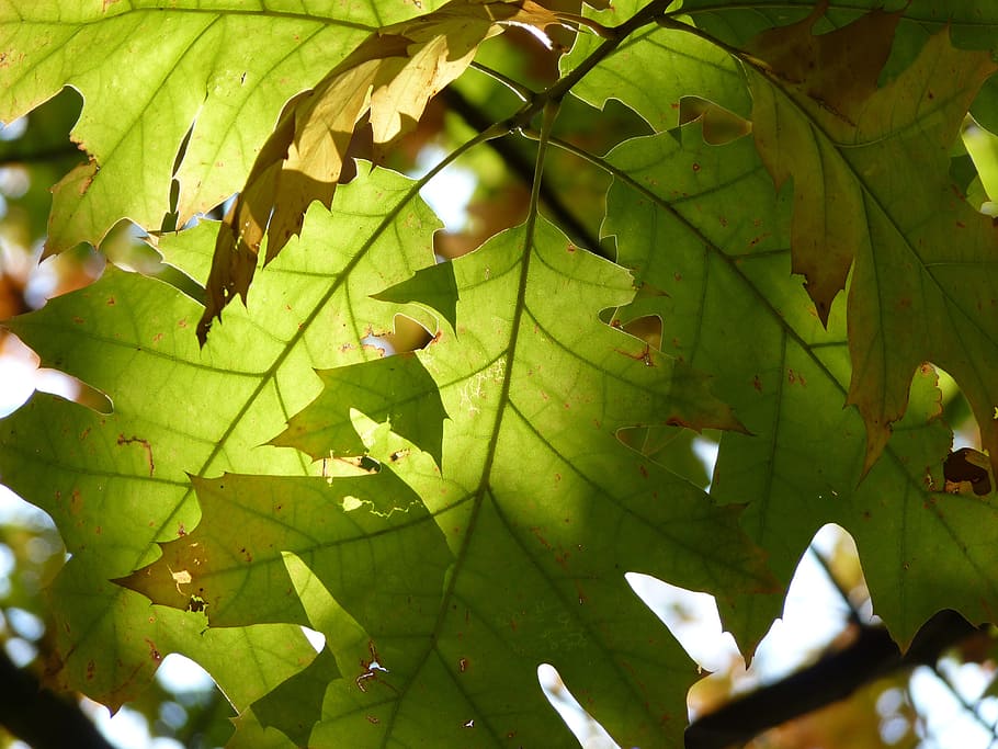 Red Oak, Leaves, Green, Green, Oak, Oak Leaves, leaves, green, autumn, bright, sun, back light