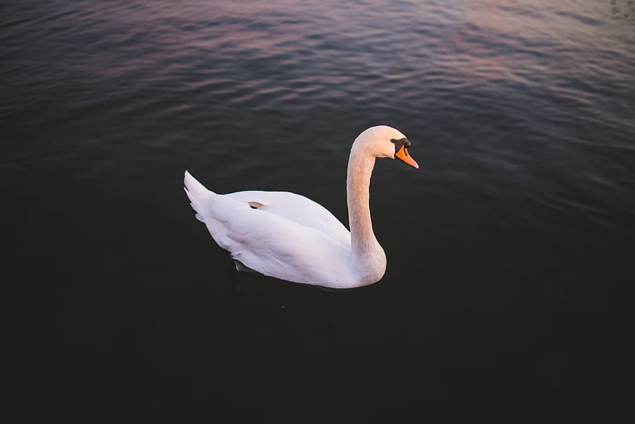 single swan water, Single, Swan, Water, animals, bird, nature, animal, lake, wildlife