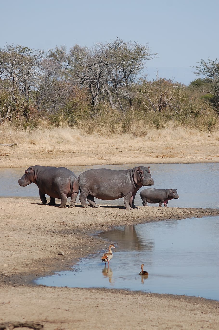 hippopotamus, hippos, nature, wildlife, safari, africa, mammal, animal themes, group of animals, animal