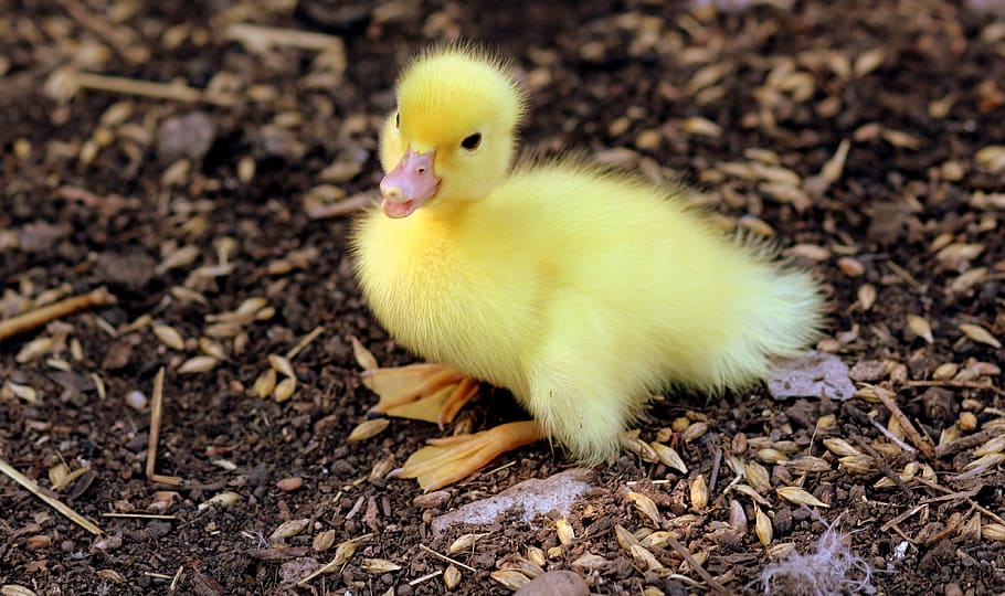 yellow, duckling, groud, birds, fluffy, chicken, small, cute, bird, animal themes