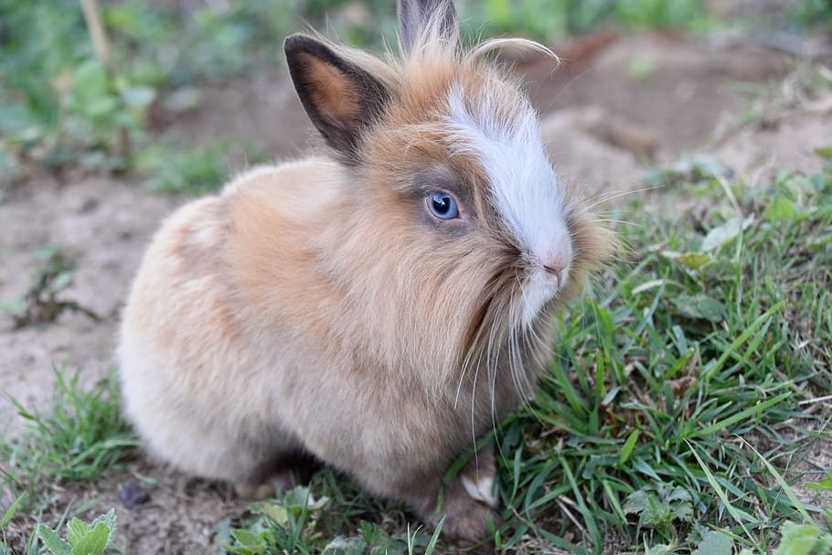 rabbit, dwarf rabbit, animal, mammal, rodent, rabbit nalo, cute, rabbit  blue eyes, pet, herbivore | Pxfuel