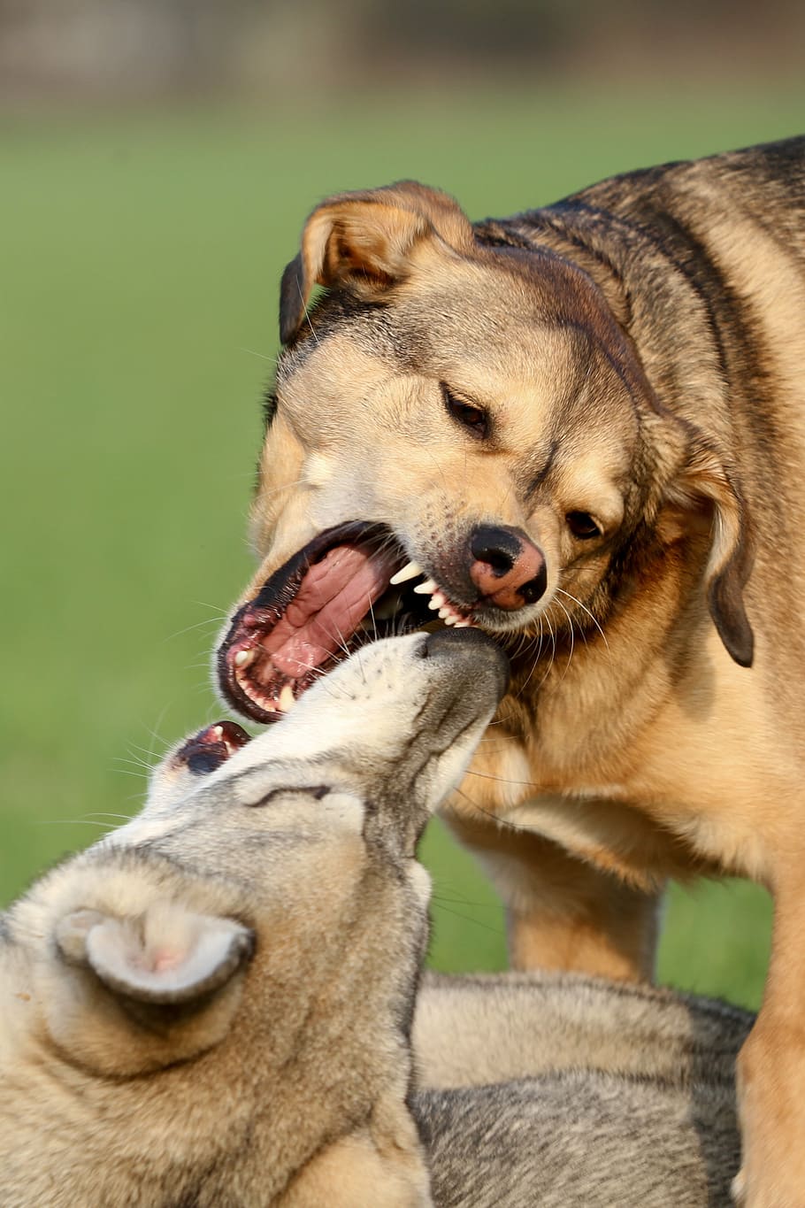 shallow, focus photography, two, sable siberian huskies, playing, dogs, mammals, order of precedence, fight, play