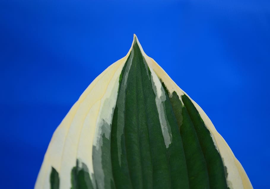 Plantain Lily, Hosta, Minute Man, Leaf, variegated, foliage, leaves, ribbed, green, cream