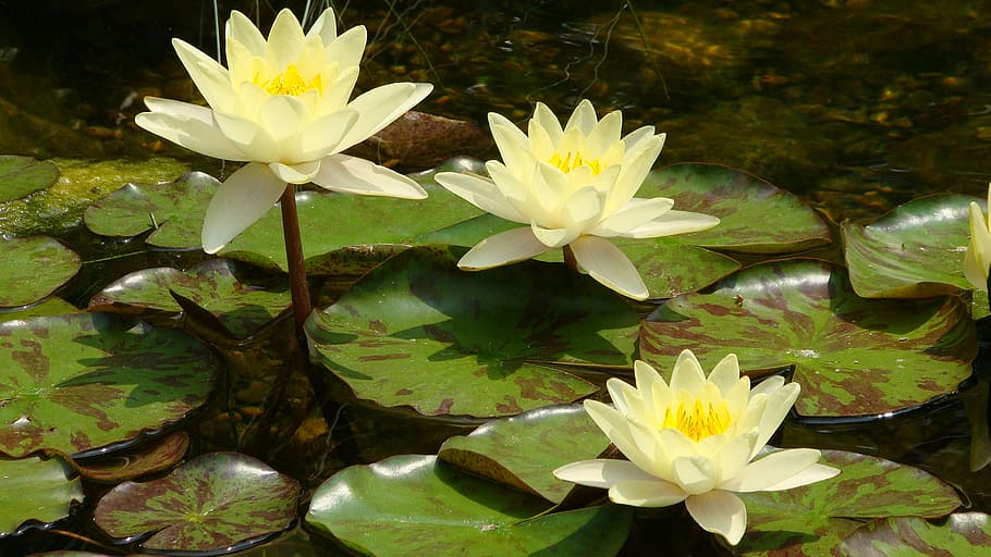 white, lotus flower, body, water, white lotus, body of water, lotus, waterlily, floating, yellow