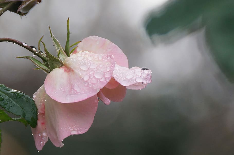 ピンク, バラ, 花びら, 水滴, 花, 開花植物, 植物, ピンク色, 水, 自然の美しさ