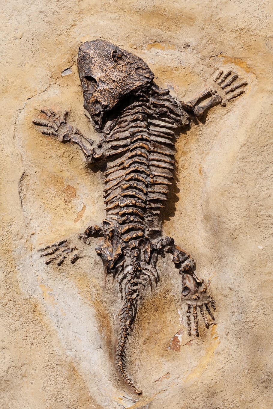 esqueleto de lagarto, beige, piso, lagarto, esqueleto, dinosaurio, fósil, antiguo, piedra, naturaleza