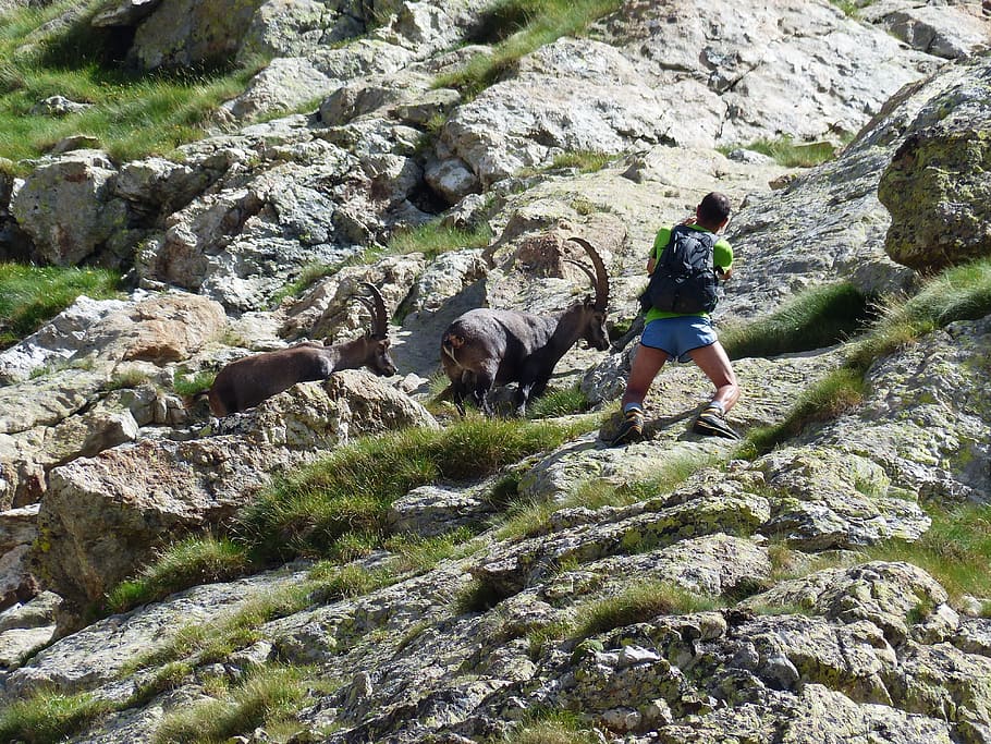 capricorn, alpine ibex, capra ibex, wicked capricorn, stone goat, animal, alpine, climbing, rock, bege