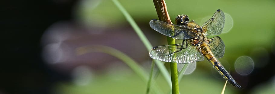 closeup, photography, dragonfly, wing, insect, nature, flight insect, animal, creature, eyes