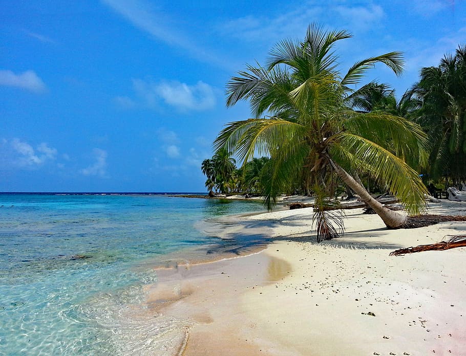 coconut tree, seashore, blue, sky, daytime, isla diablo, san blas, panama, guna yala, caribbean