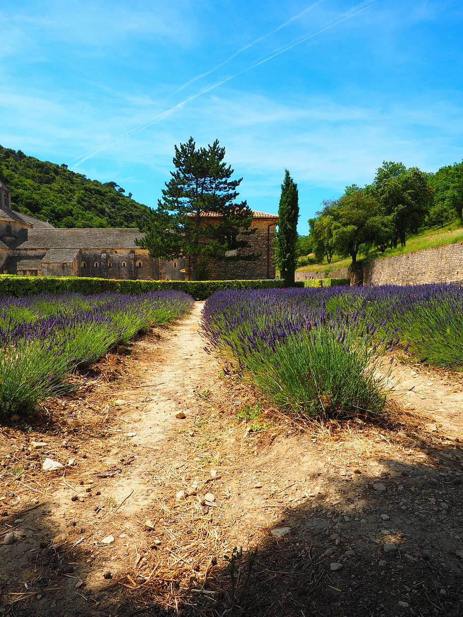 Lavender, Bunga, Ladang, biru, bidang lavender, lavender blossom, penanaman lavender, pertanian, ungu, tanaman liar