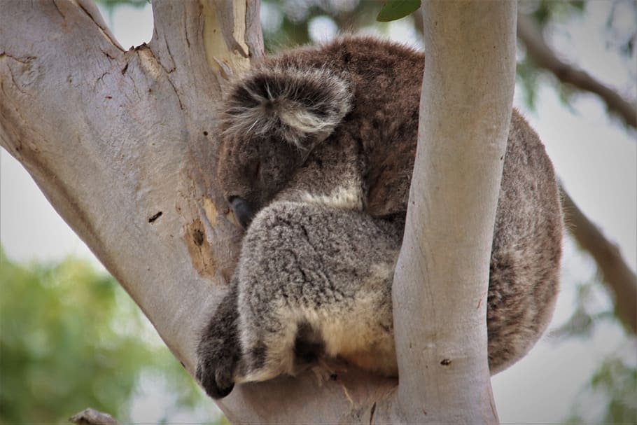 vulnerable, koala, sleeping, eucalyptus, tree, cuddly, cute, endangered, protected, animal