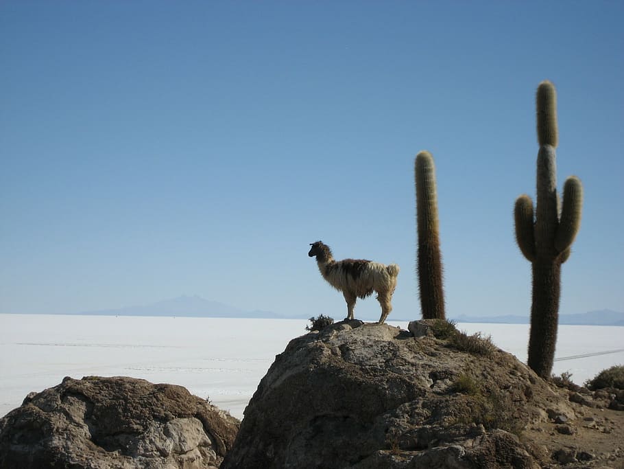 llama, cliff, saguaro cactus, lama, salar de uyuni, bolivia, nature, animal, sky, rock