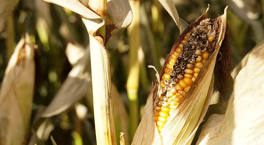 corn, grain, corn on the cob, autumn, background, over ripe, harvest, field, cornfield, sun